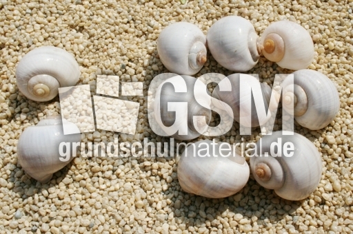 Schneckenhäuser-2+8.jpg